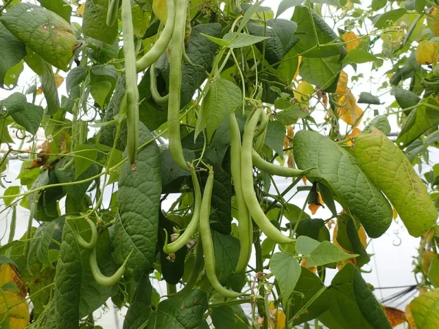 Garden Beans